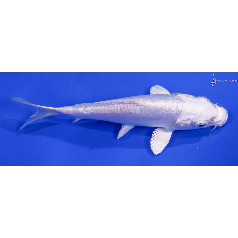 5” Imported Doitsu Platinum Ogon