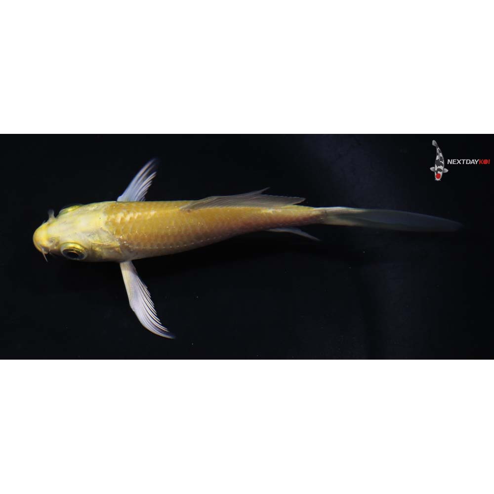 3.5” Imported Yamabuki Ogon Butterfly Koi