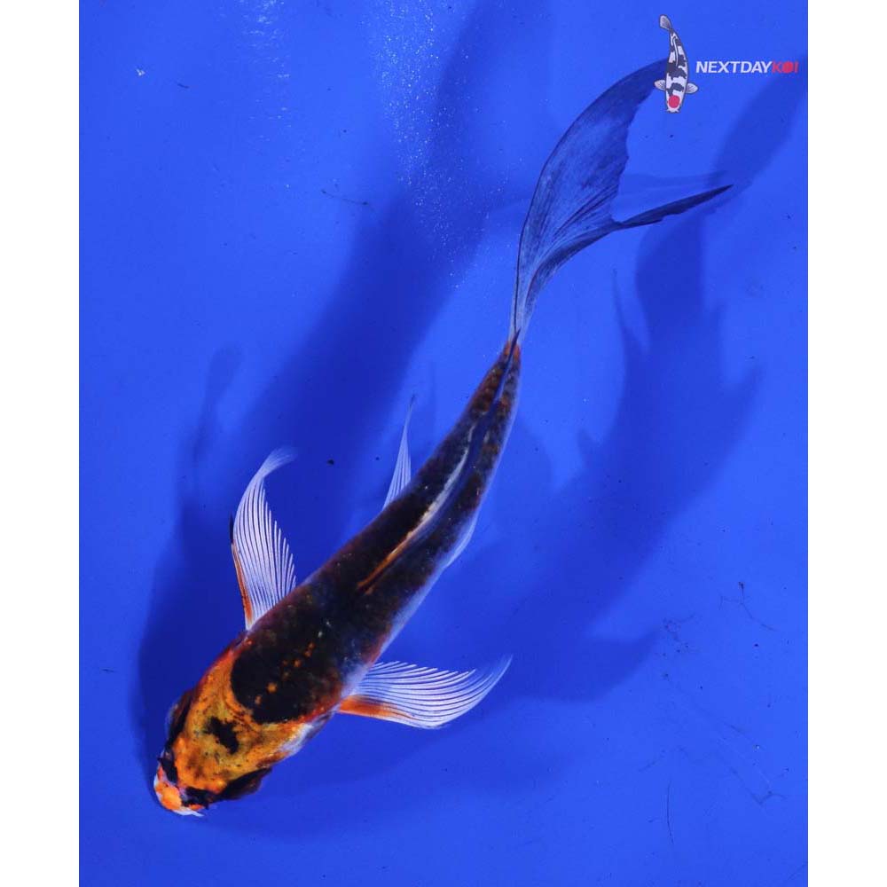 3.5” Imported Kujaku Butterfly Koi