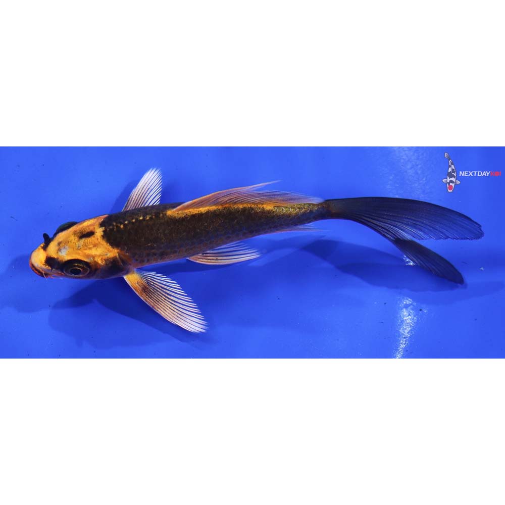 4” Imported Orenji Matsuba Butterfly Koi