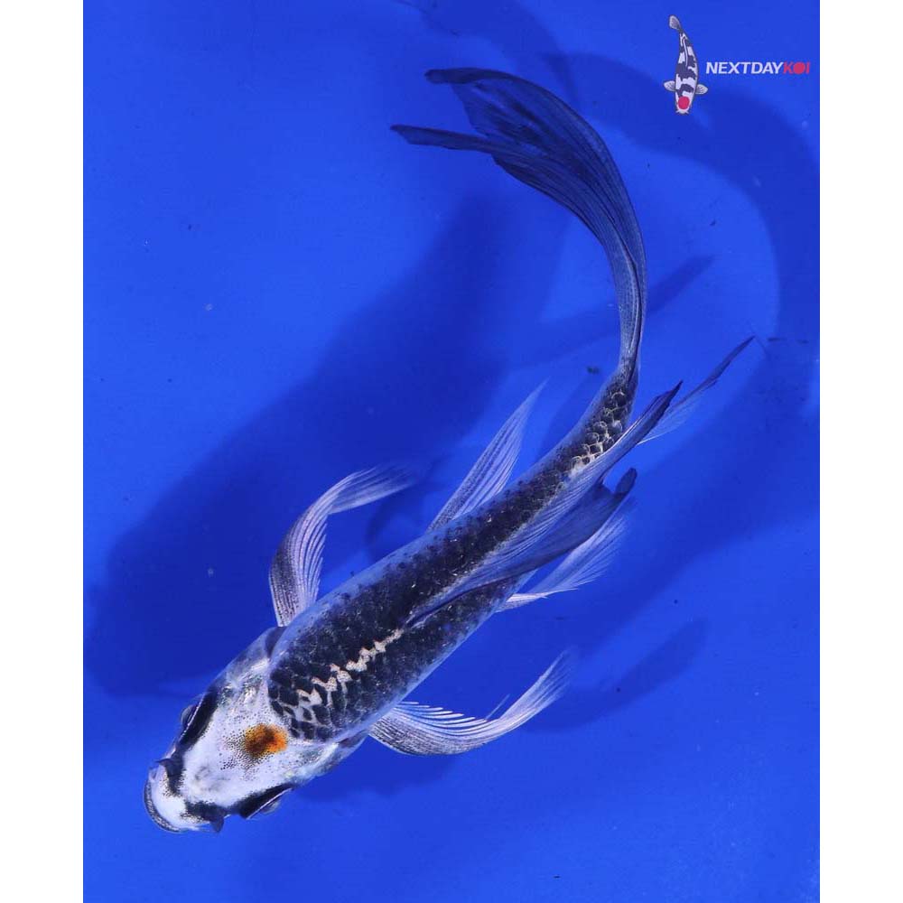 4” Imported Kujaku Butterfly Koi