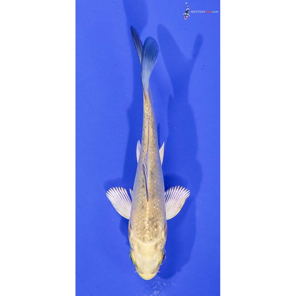 3.5” Imported Kin Ki Bekko