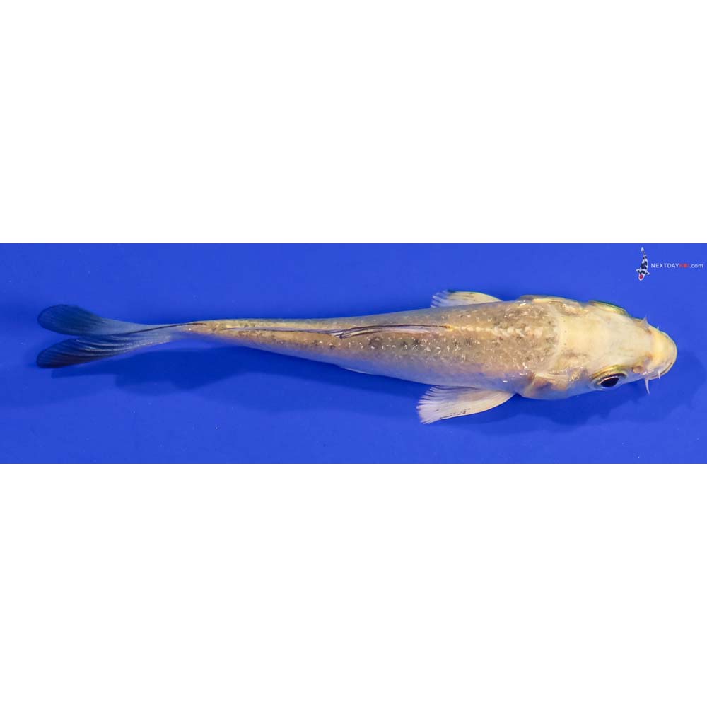 3.5” Imported Kin Ki Bekko