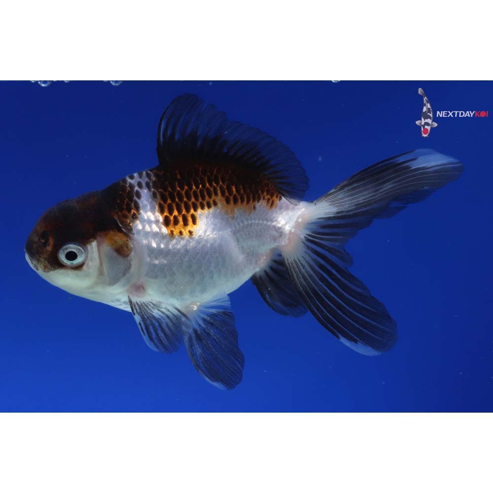 4” Imported Tri Color Panda Oranda