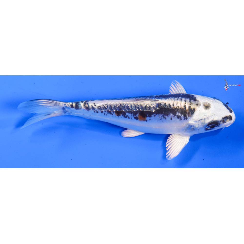 5.5” Imported Doitsu Kujaku