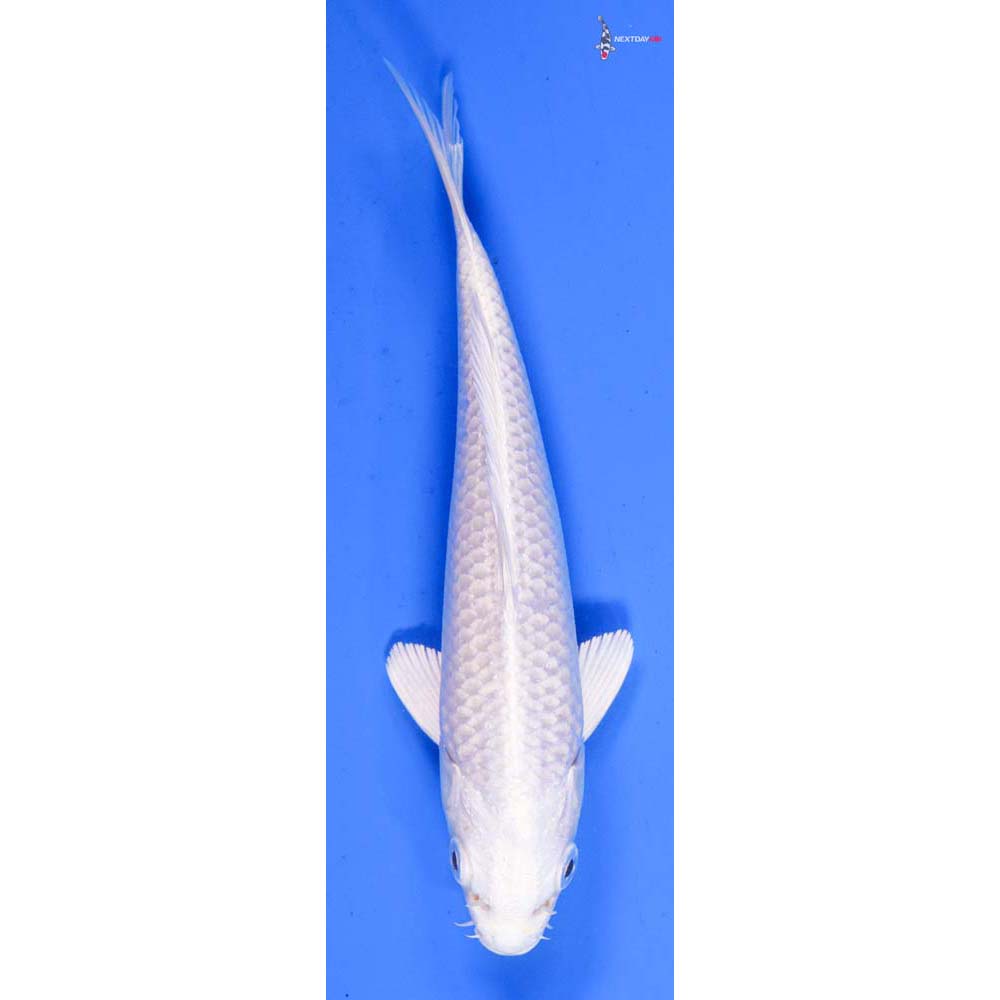 6” Imported Platinum Ogon
