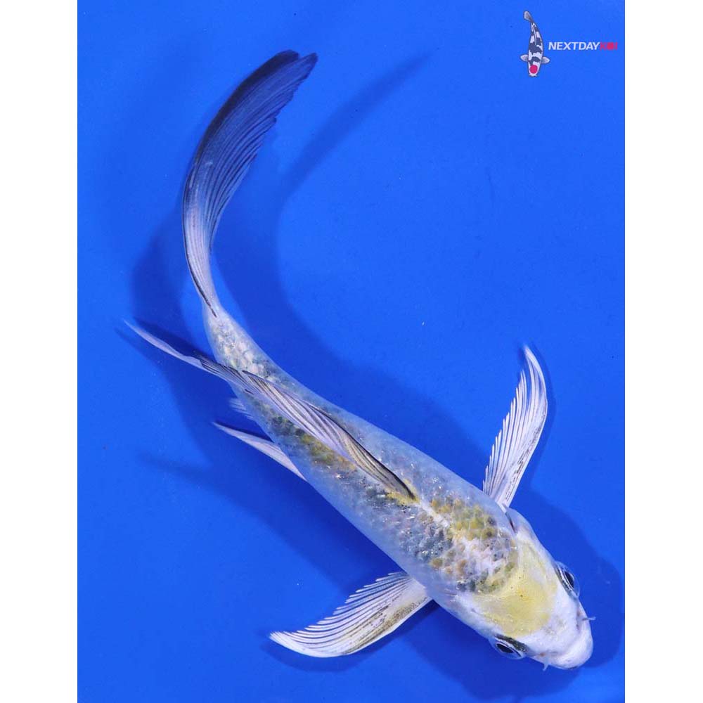 5” Imported Yamato Nishiki Butterfly Koi