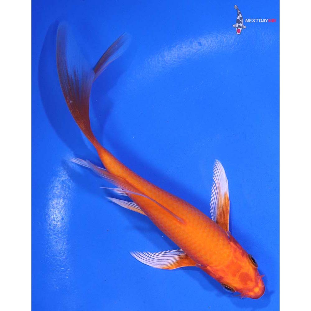 5” Imported Orenji Ogon Butterfly Koi