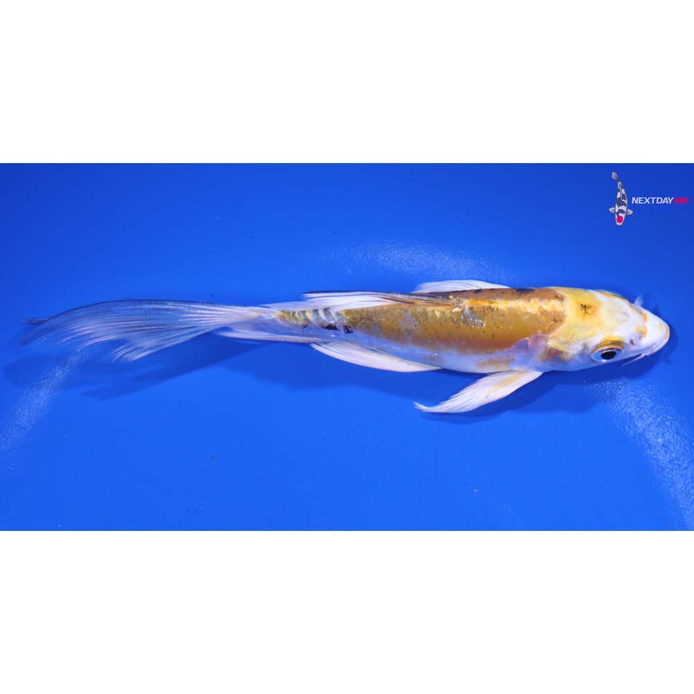5.5” Imported Heisei Nishiki Butterfly Koi