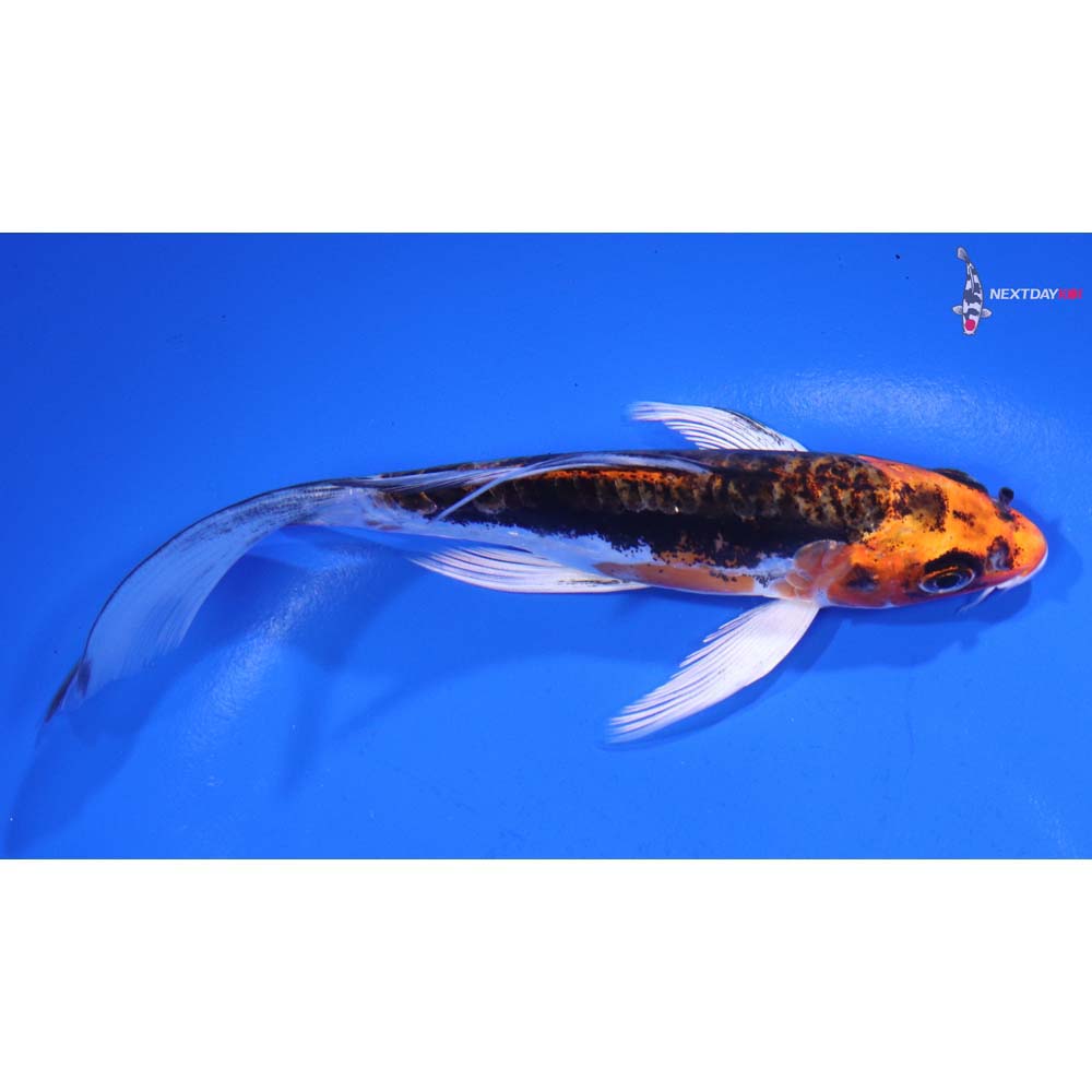 5.5” Imported Heisei Nishiki Butterfly Koi