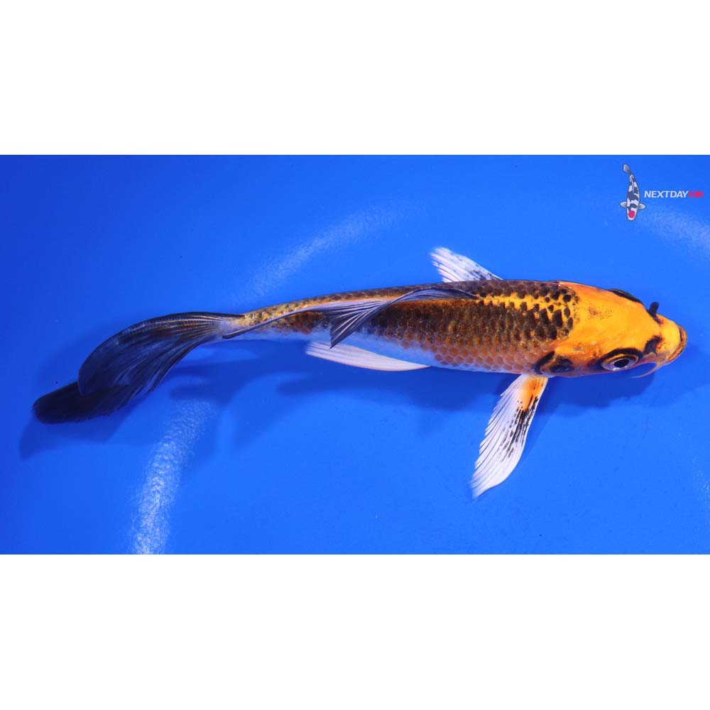 5.5” Imported Kujaku Butterfly Koi