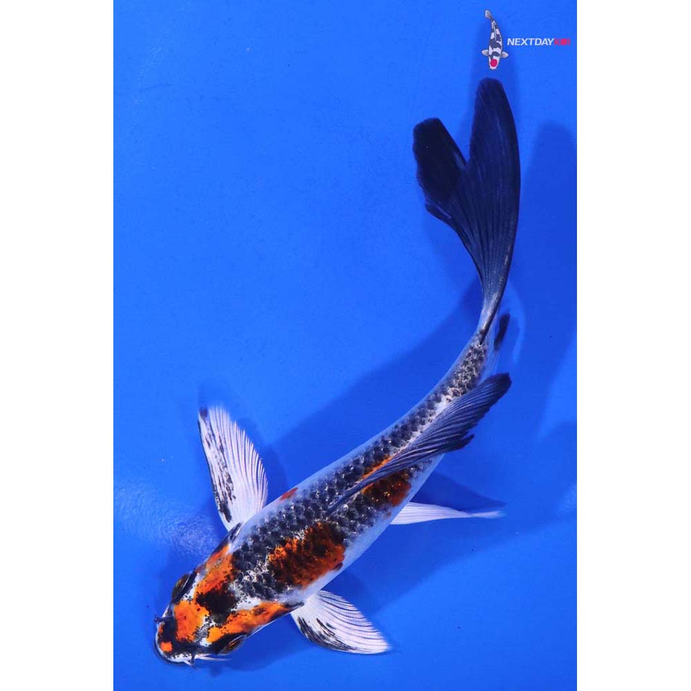5” Imported Kujaku Butterfly Koi