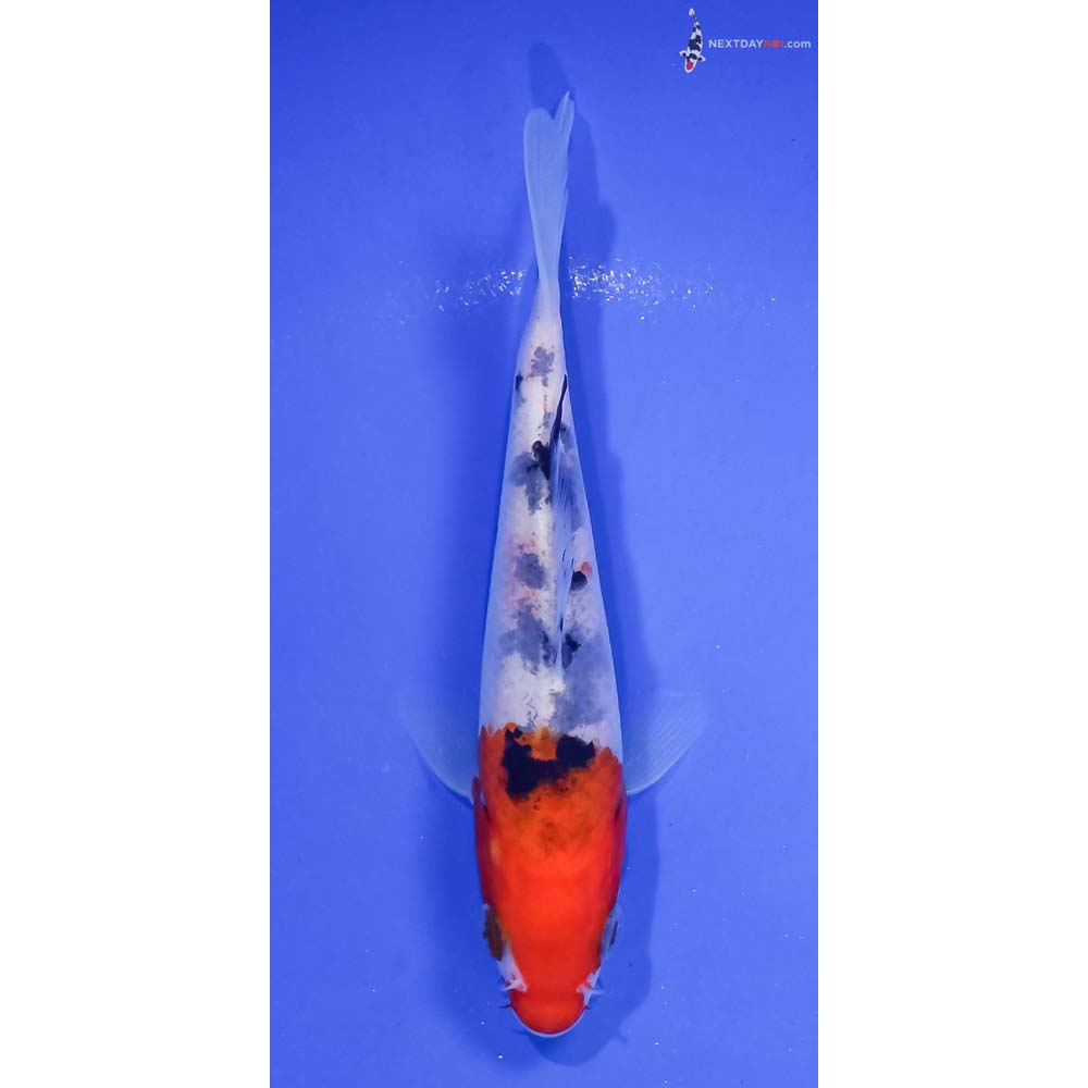 4.5” Imported Sanke