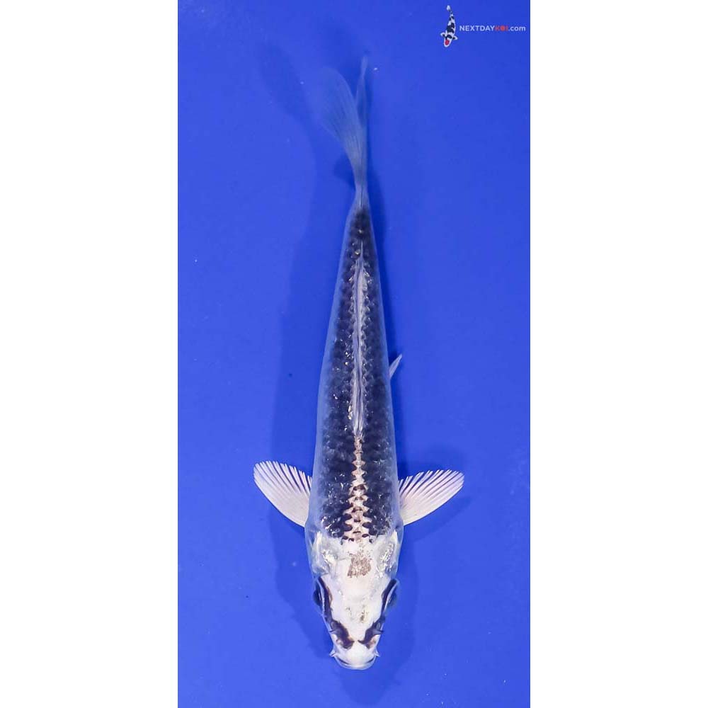 4.5” Imported Gin Matsuba