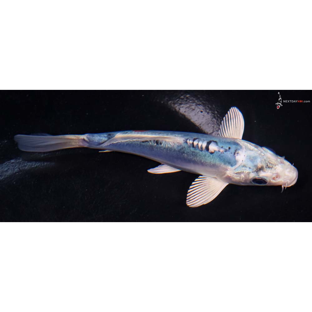 4.5” Imported Doitsu Blue Kujaku