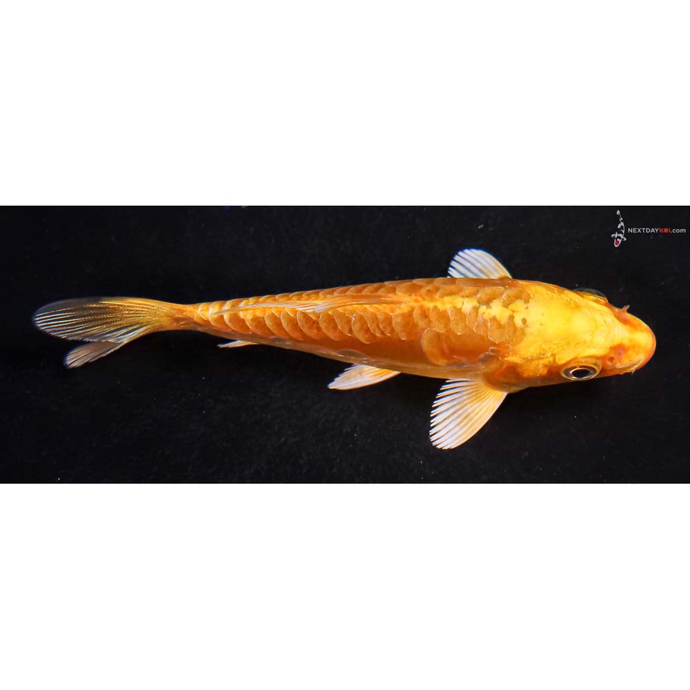 4.5” Imported Doitsu Yamabuki Ogon