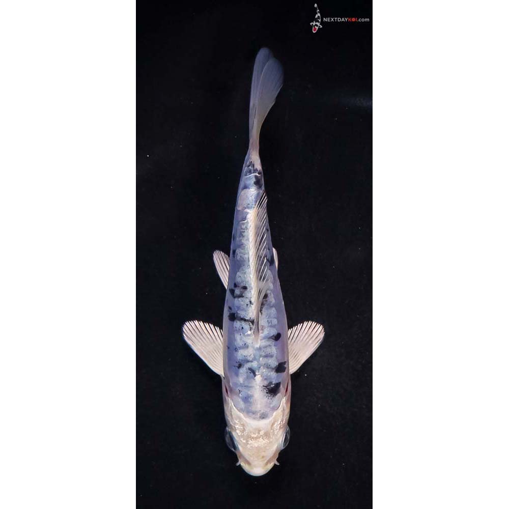 5” Imported Doitsu Blue Gin Shiro Bekko