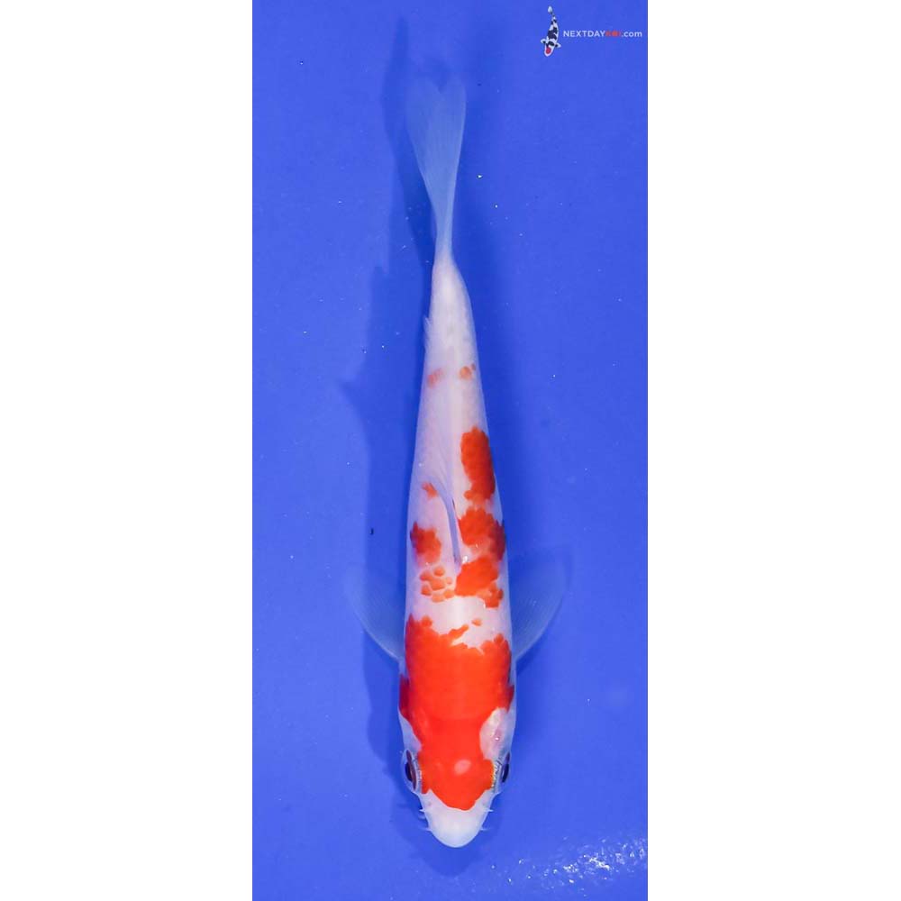 4” Imported Kohaku