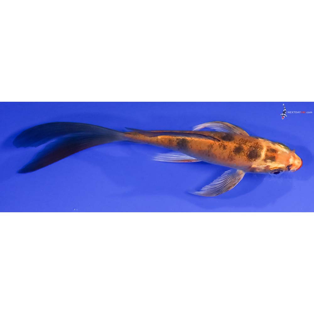 5” Imported Kin Ki Bekko Butterfly Koi