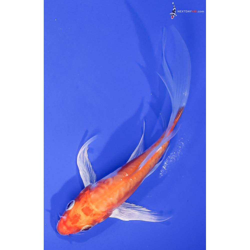 5” Imported Kikusui Butterfly Koi