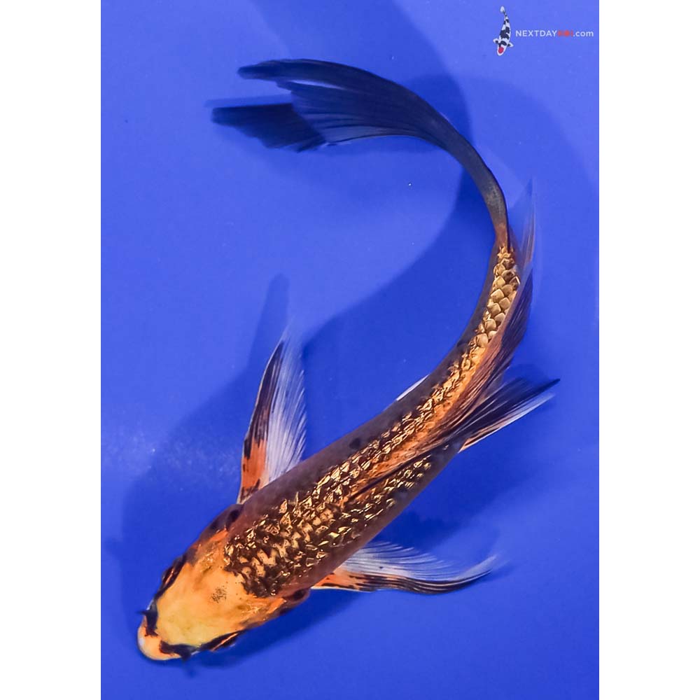 5” Imported Gin Rin Orenji Matsuba Butterfly Koi
