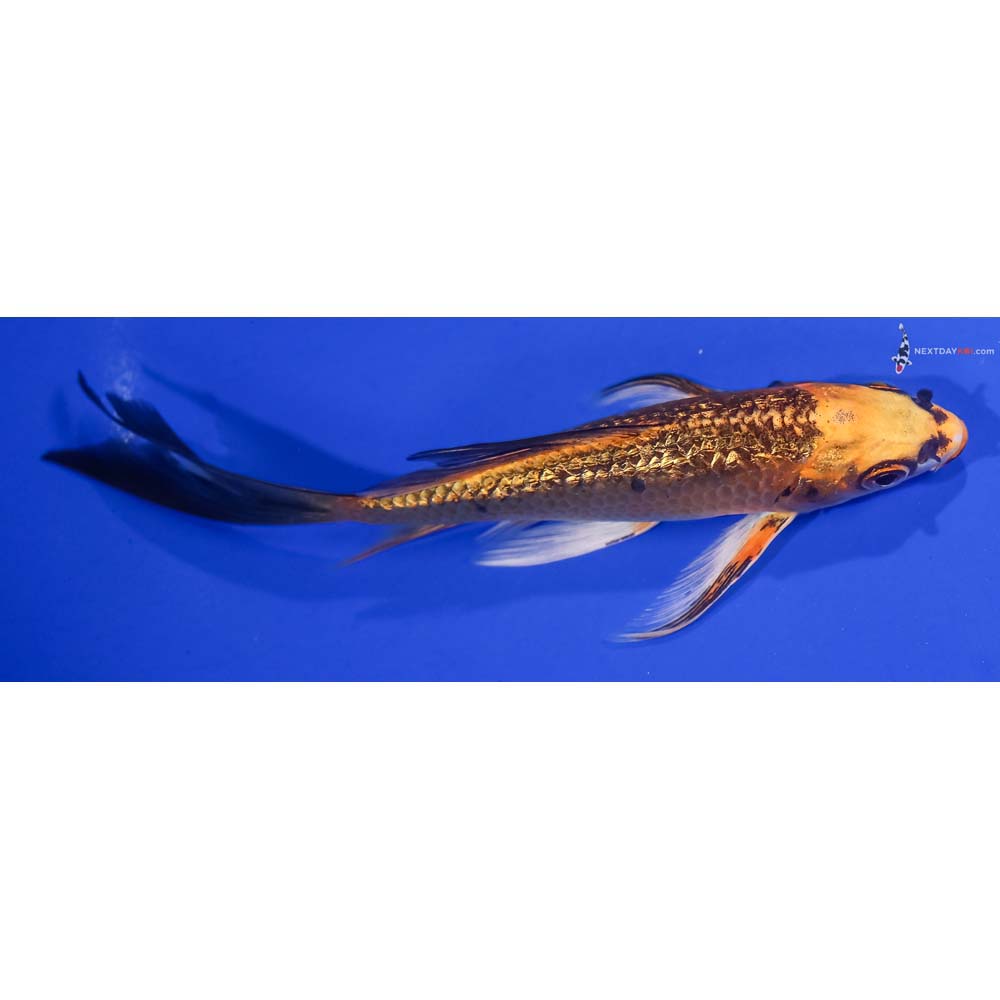 5” Imported Gin Rin Orenji Matsuba Butterfly Koi