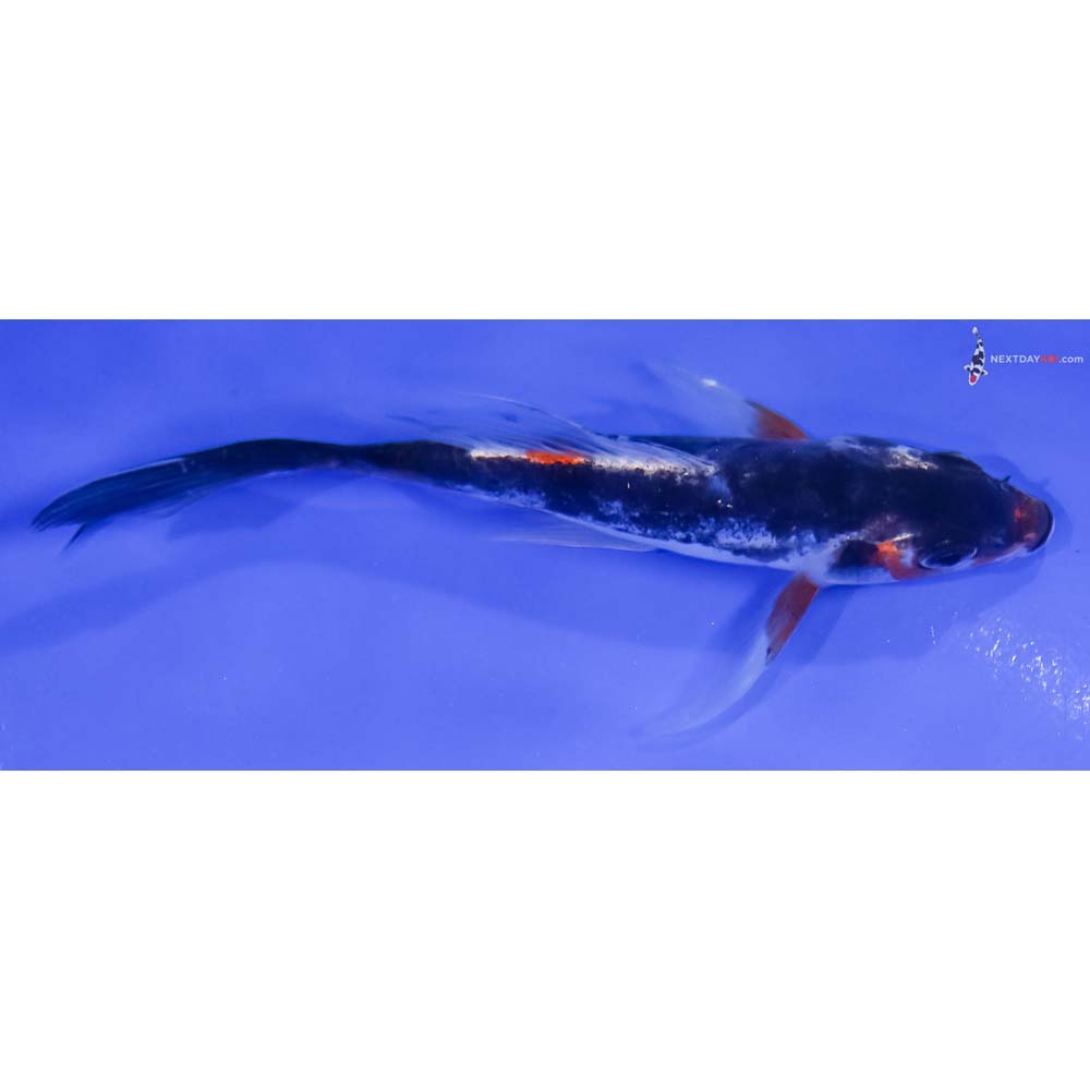 5” Imported Beni Kumonryu Butterfly Koi