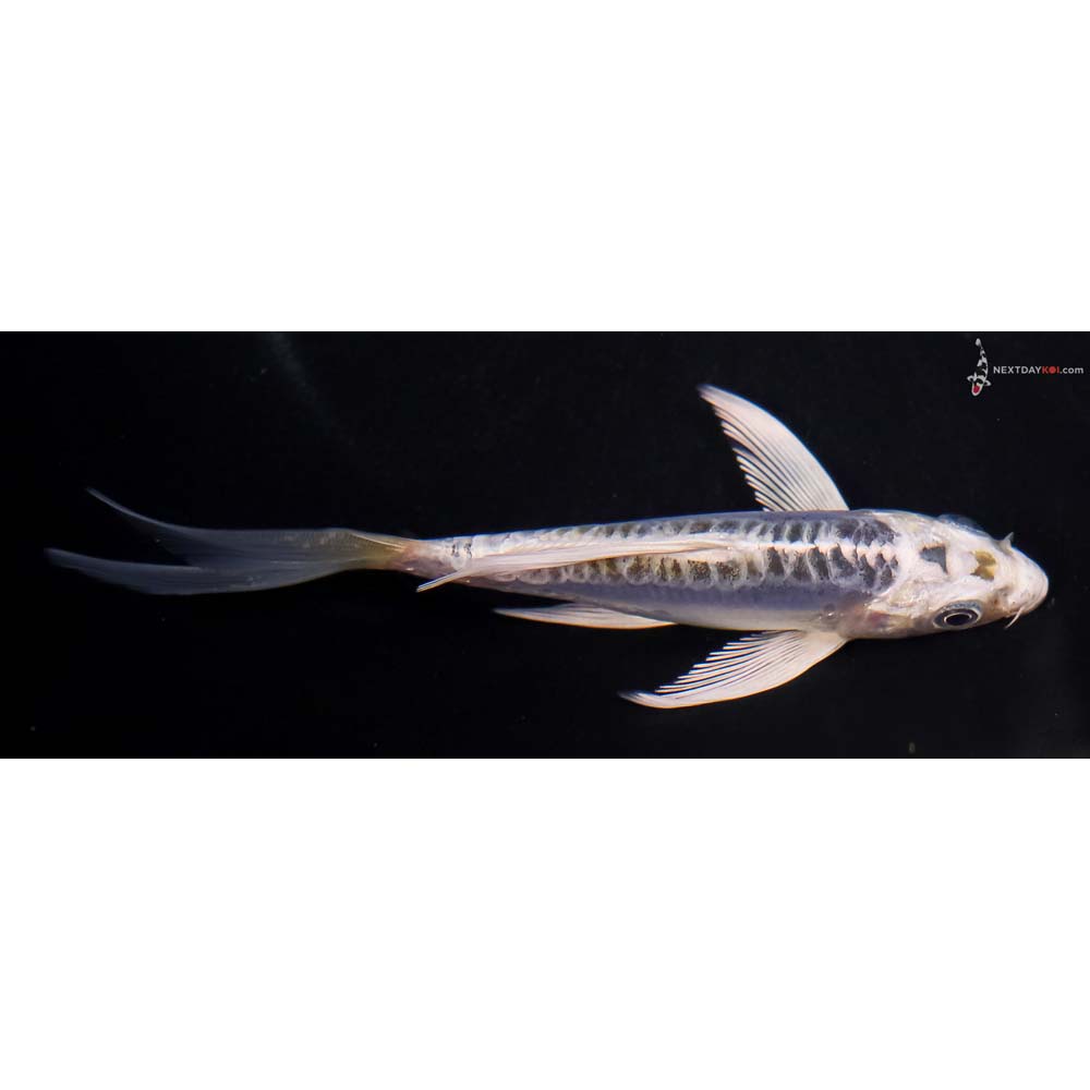 5.5” Imported Doitsu Blue Kujaku Butterfly Koi