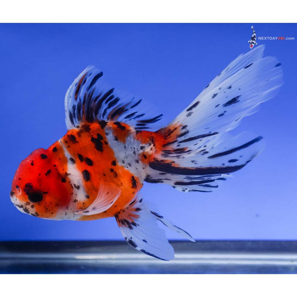 5” Imported Calico Oranda