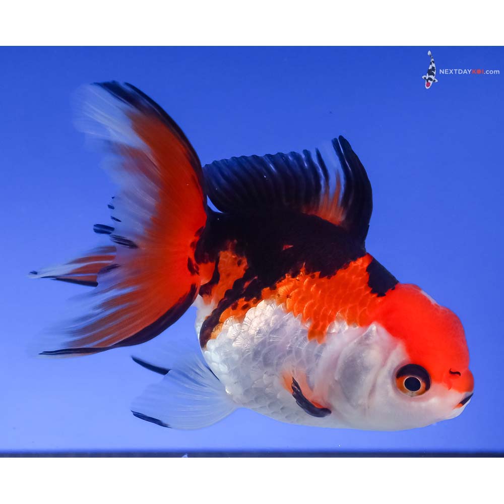 4” Imported Tri Color Oranda