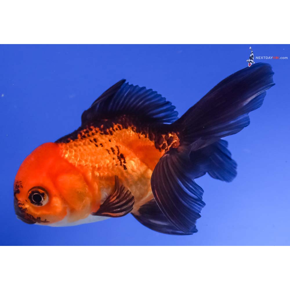 4” Imported Red and Black Oranda