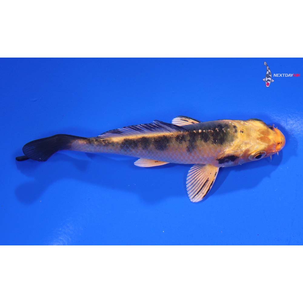 3.5” Imported Kin Ki Bekko