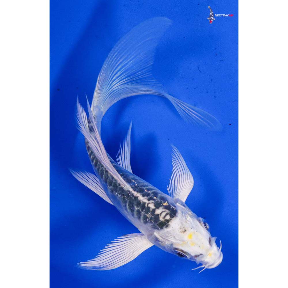 4” Imported Doitsu Kujaku Butterfly Koi