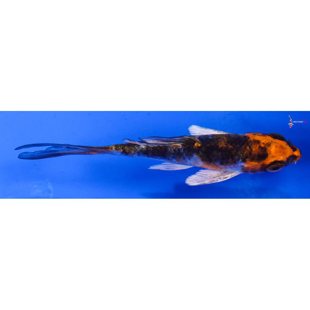 4” Imported Kujaku Butterfly Koi