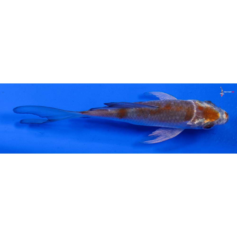 4” Imported Ochiba Shigure Butterfly Koi