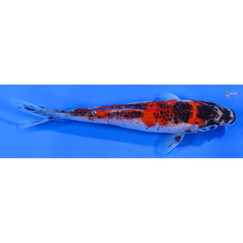 6” Imported Goshiki