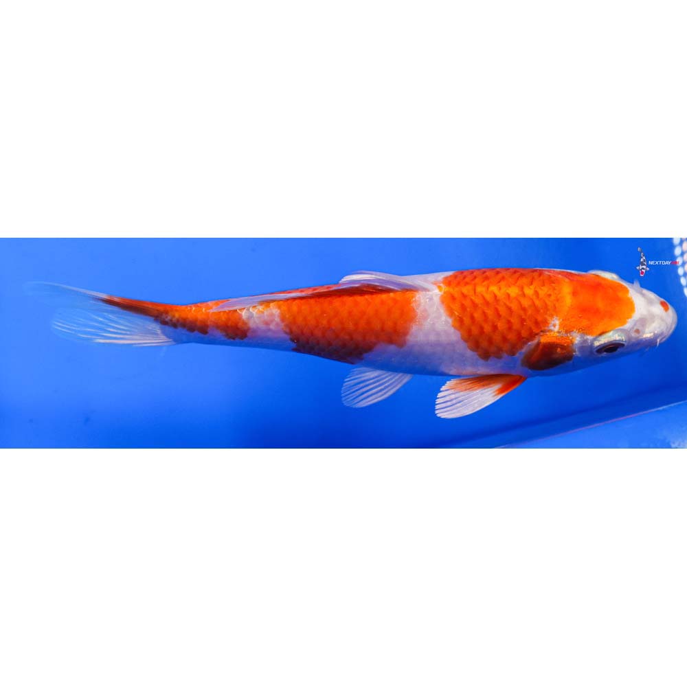 6” Imported Hariwake