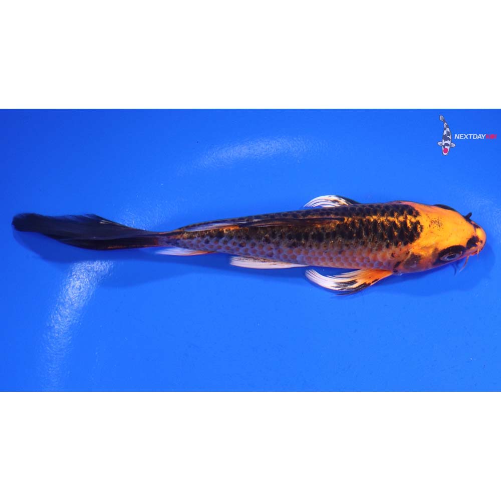 5.5” Imported Orenji Matsuba Butterfly Koi