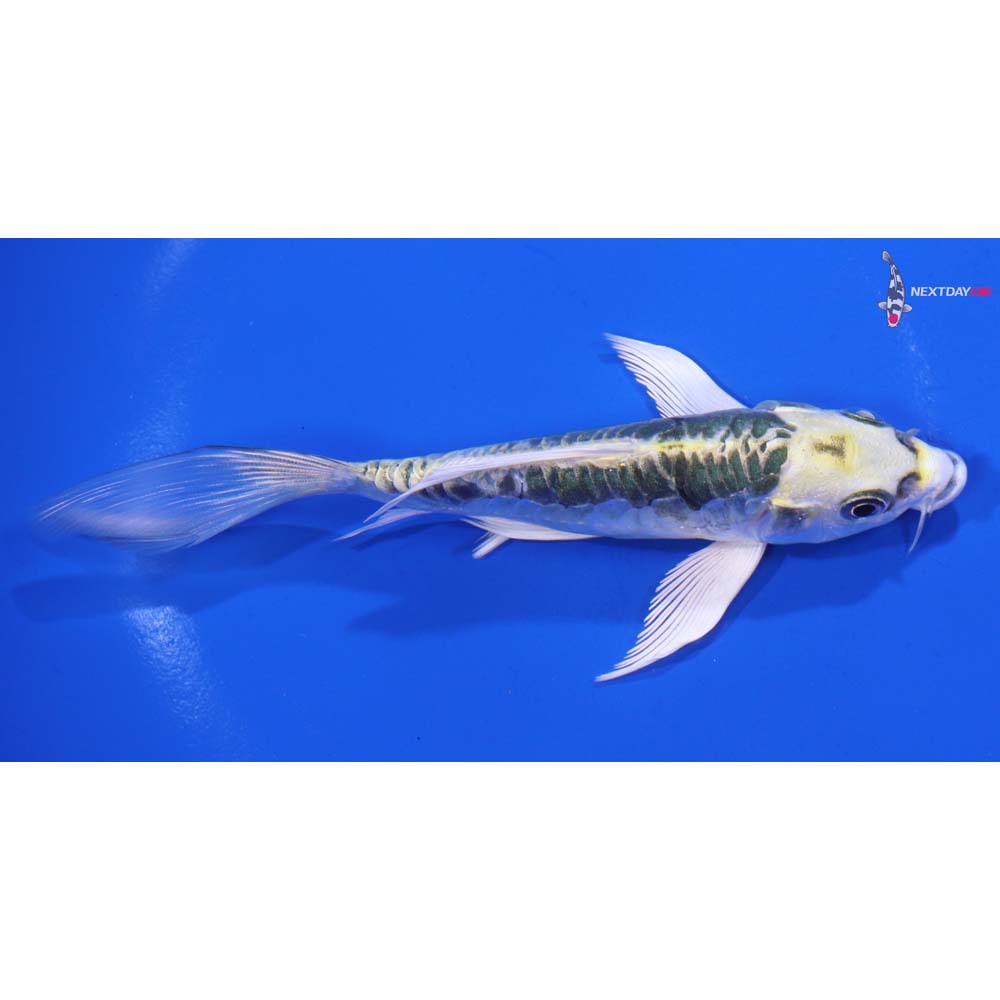 5” Imported Kin Kikokuryu Butterfly Koi