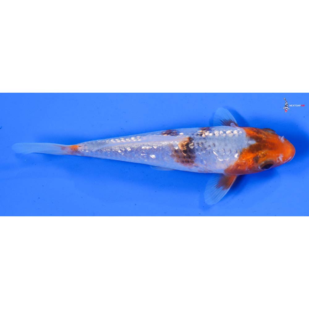 5.5” Imported Gin Rin Asagi
