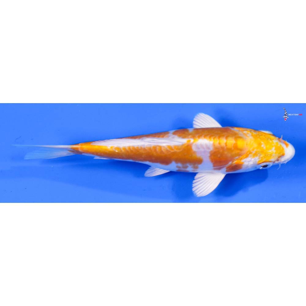 5.5” Imported Kikusui