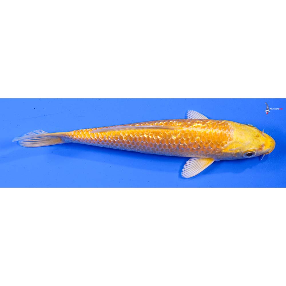 5.5” Imported Gin Rin Yamabuki Ogon