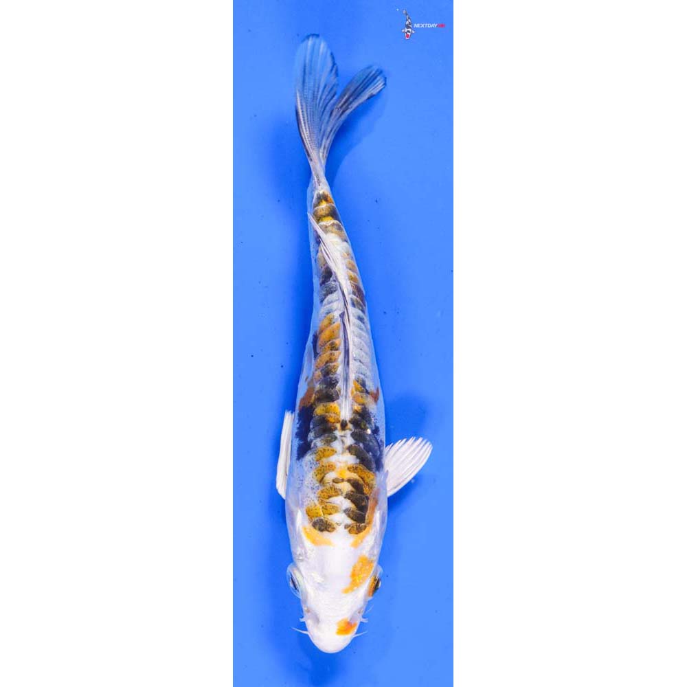 5.5” Imported Heisei Nishiki
