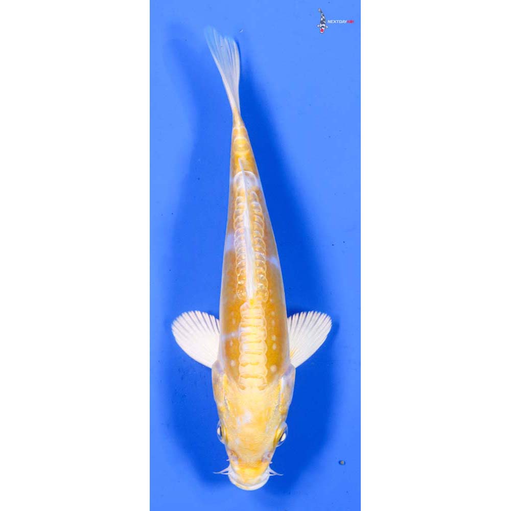 6” Imported Doitsu Lemon Hariwake