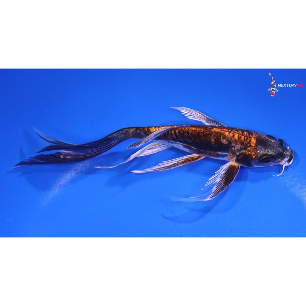 5.5” Imported Kin Kikokuryu Butterfly Koi