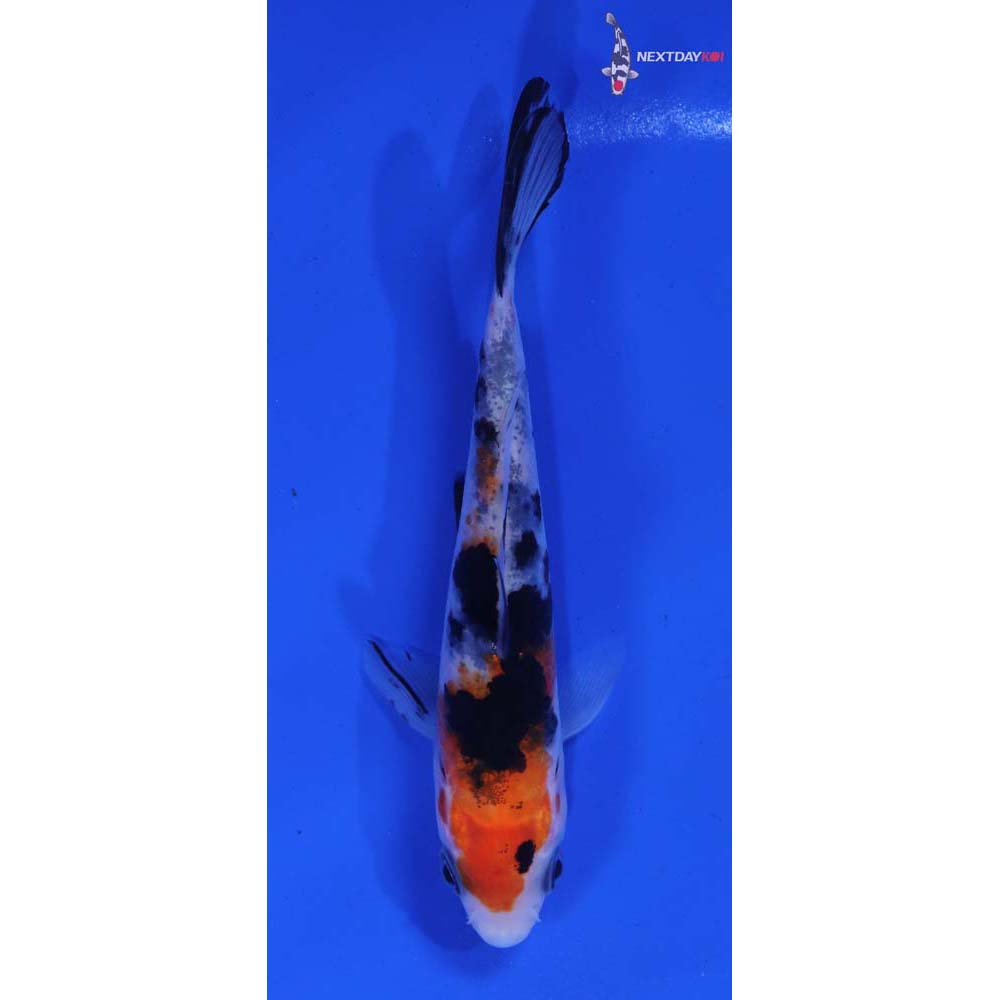 4.5” Imported Sanke