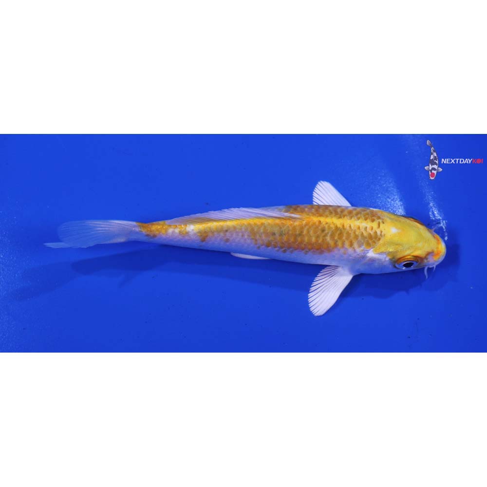 5” Imported Lemon Hariwake