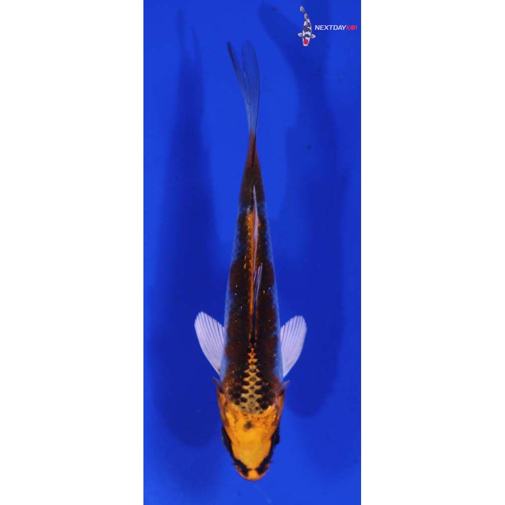 4” Imported Kujaku