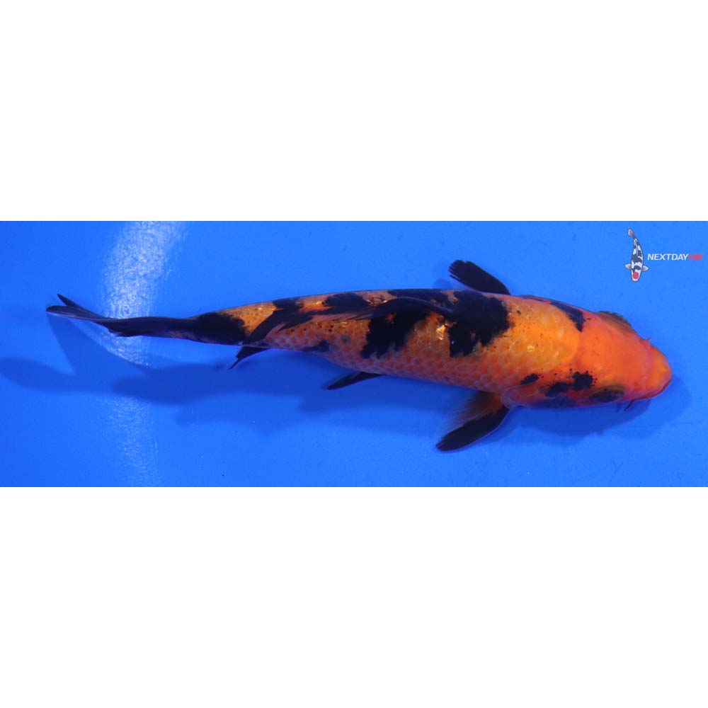 4” Imported Aka Bekko