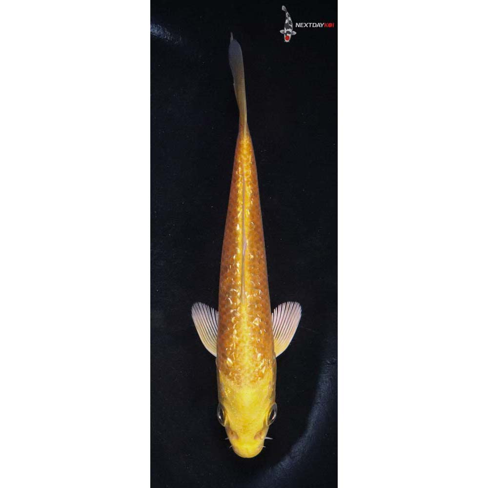 4.5” Imported Gin Rin Yamabuki Ogon